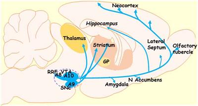Strategies for the Treatment of Parkinson’s Disease: Beyond Dopamine